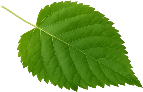 A fresh green leaf